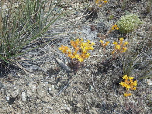 GDMBR: The yellow plant is called Stone Crop.